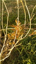 Clematis nobea